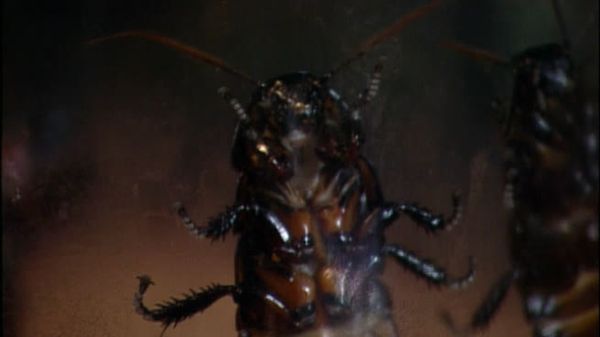 Fear Factor - Public Nudity/Madagascar Roaches/Chain Submerge