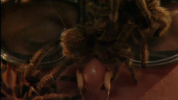 Fear Factor - Helicopter Box Jump/Tarantula Pit/Water Tube