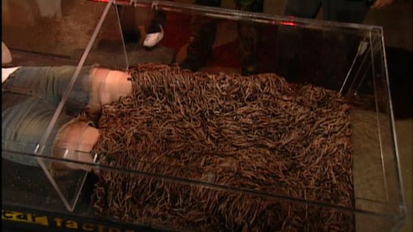 Fear Factor - Window Walk/Coffin of Creatures/Submerged Cage Escape