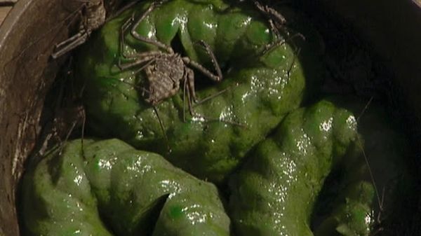 Fear Factor - Episode 14