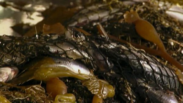 Fear Factor - Episode 17