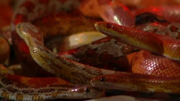 Fear Factor - Episode 30