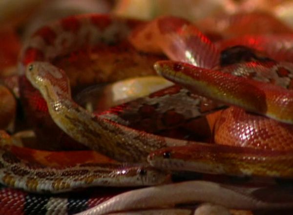 Fear Factor - Episode 30