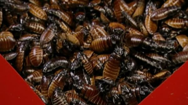 Fear Factor - Save Your Spouse; Roach Transfer; Couples Hang