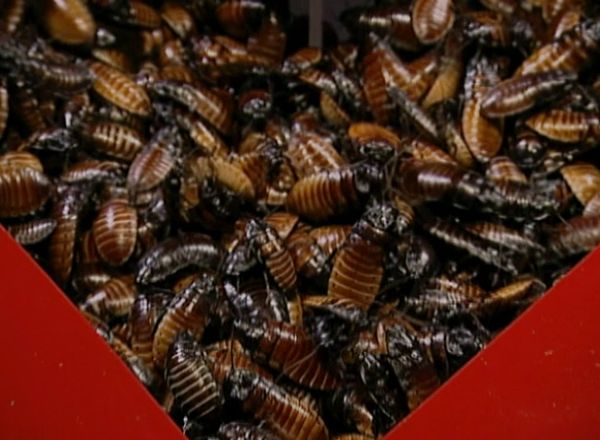 Fear Factor - Save Your Spouse; Roach Transfer; Couples Hang