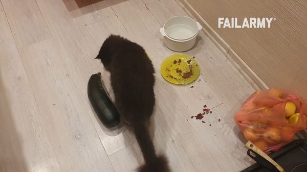 Best Fails of the Month - Best Fails of the Month | Ep. 3.11