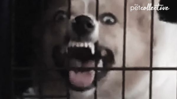 Haunted House of Pets - Haunted House of Pets