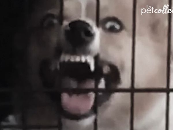 Haunted House of Pets - Haunted House of Pets