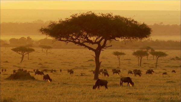 Word Travels - Kenya: Creatures Great and Small