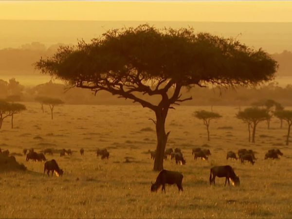 Word Travels - Kenya: Creatures Great and Small