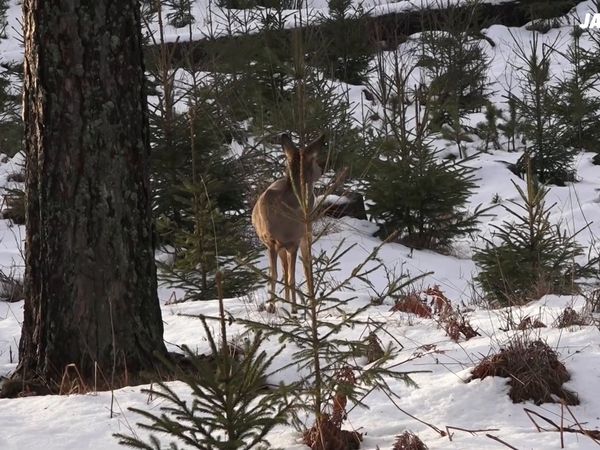 Jakt är Jakt - Småland Drevjakt