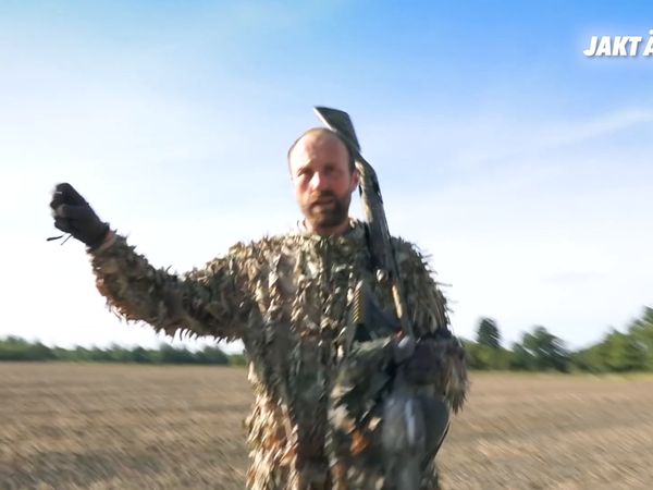 Jakt är Jakt - Jakt På Ringduva