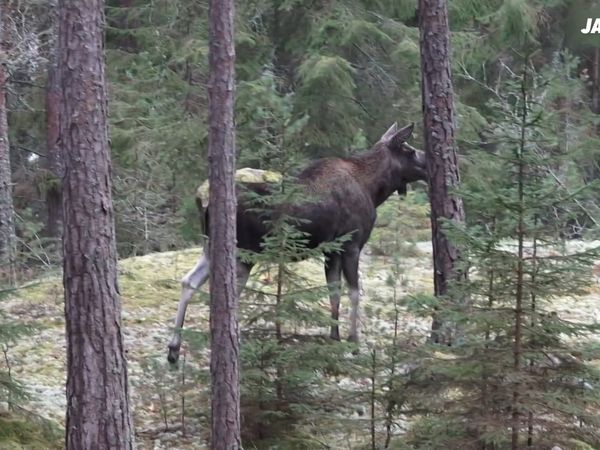 Jakt är Jakt - Ser Älg Men Skjuter Dov!