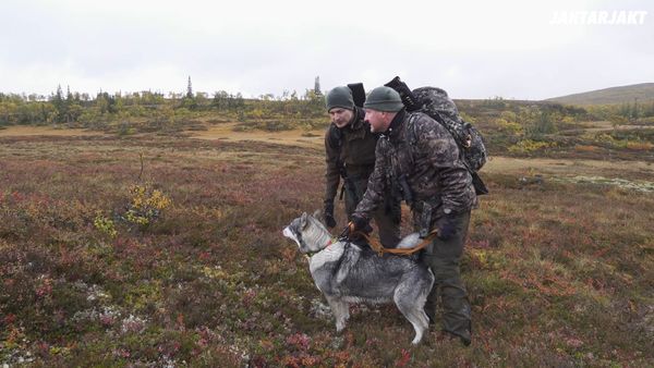 Jakt är Jakt - Älgjakt I Medstugan