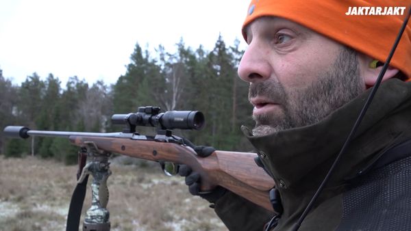 Jakt är Jakt - Vildsvinsjakt I Skärgården