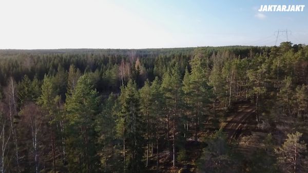 Jakt är Jakt - Drevjakt I Vibyholm