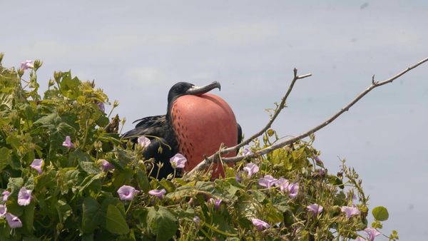 Trip Ecuador LATAM - Isla de la Plata