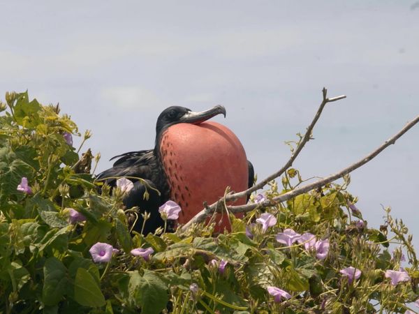 Trip Ecuador LATAM - Isla de la Plata