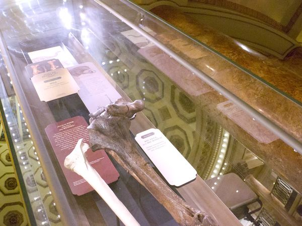 America's Lost Treasure - Savannah