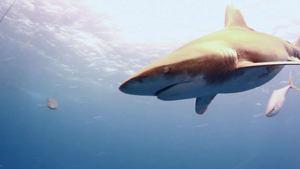 Salvajes del mar azul (LAS) - Oceanic Whitetip Shark