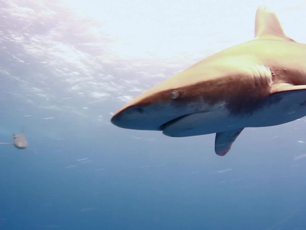 Salvajes del mar azul (LAS) - Oceanic Whitetip Shark