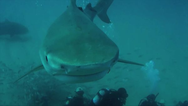 Salvajes del mar azul (LAS) - Tiger Shark