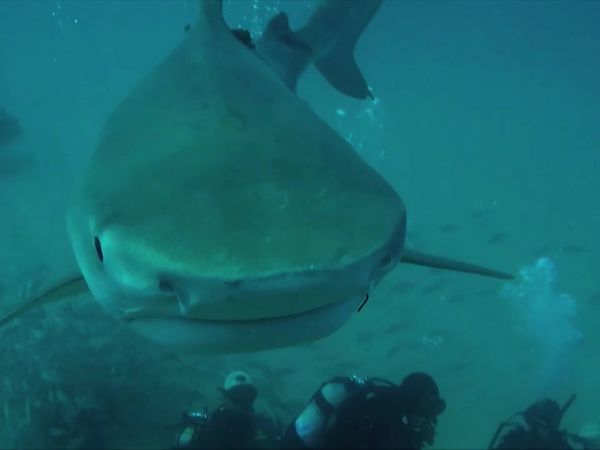 Salvajes del mar azul (LAS) - Tiger Shark