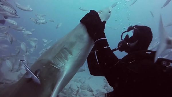 Salvajes del mar azul (LAS) - Lenom Shark