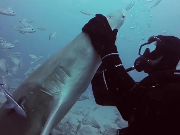 Salvajes del mar azul (LAS) - Lenom Shark