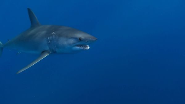 Salvajes del mar azul (LAS) - Monster Mako