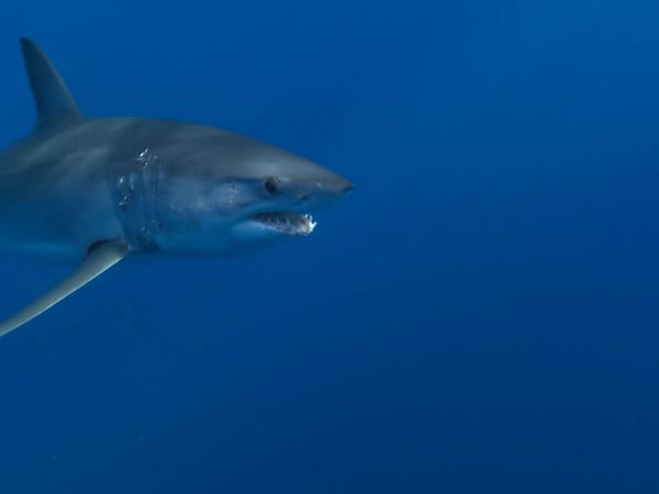 Salvajes del mar azul (LAS) - Monster Mako