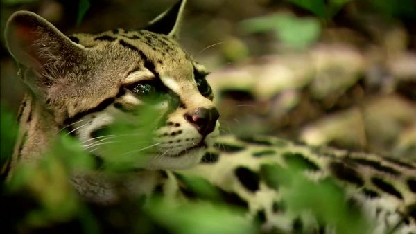 Wild Connection - Tracks in the Jungle