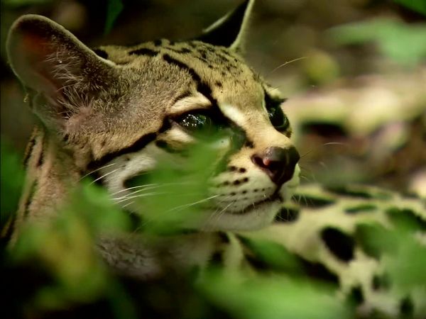 Wild Connection - Tracks in the Jungle