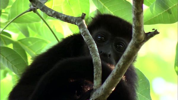Wild Connection - Nature's Erector Set
