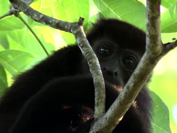 Wild Connection - Nature's Erector Set