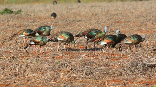 The Hunt - “Ocellated Turkeys In The Yucatan”