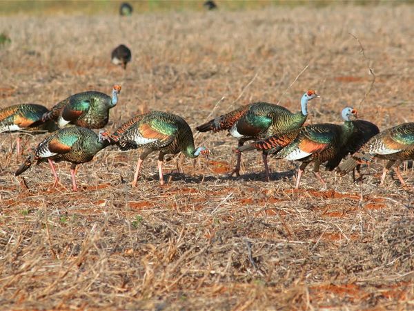 The Hunt - “Ocellated Turkeys In The Yucatan”