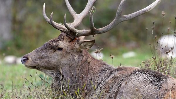 Wild Italy: Top Predators - The Wolf Pack is Back