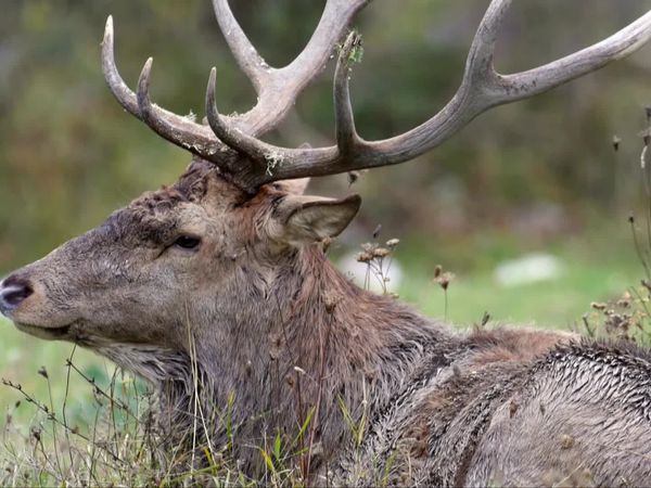 Wild Italy: Top Predators - The Wolf Pack is Back