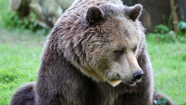 Wild Italy: Top Predators - Italian Bears