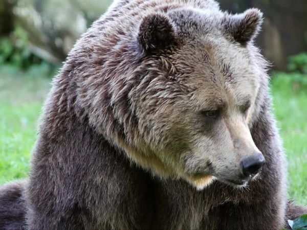 Wild Italy: Top Predators - Italian Bears