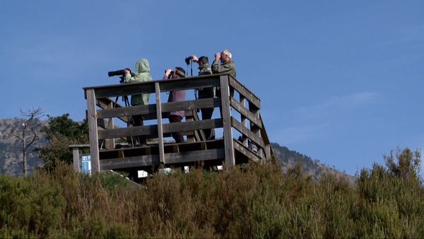 Wild Italy: Top Predators - Two Eagles