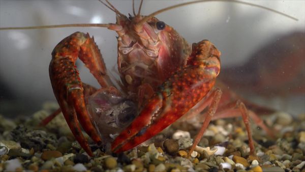 Wild Italy: Top Predators - The Predators of the River Tiber