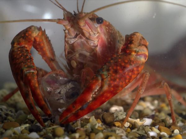 Wild Italy: Top Predators - The Predators of the River Tiber