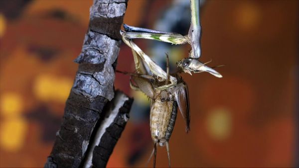 Wild Italy: Top Predators - Mantis: The Queen of the Waterless River