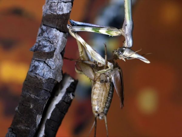 Wild Italy: Top Predators - Mantis: The Queen of the Waterless River