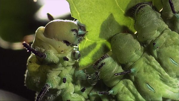 Wild Menu - Fresh Salad