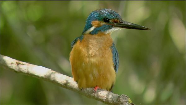 Wild Menu - Fresh Sea Food