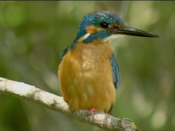 Wild Menu - Fresh Sea Food
