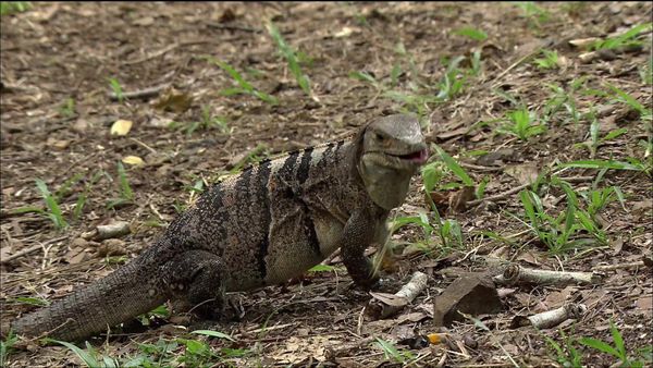 Wild Menu - Dining Companions